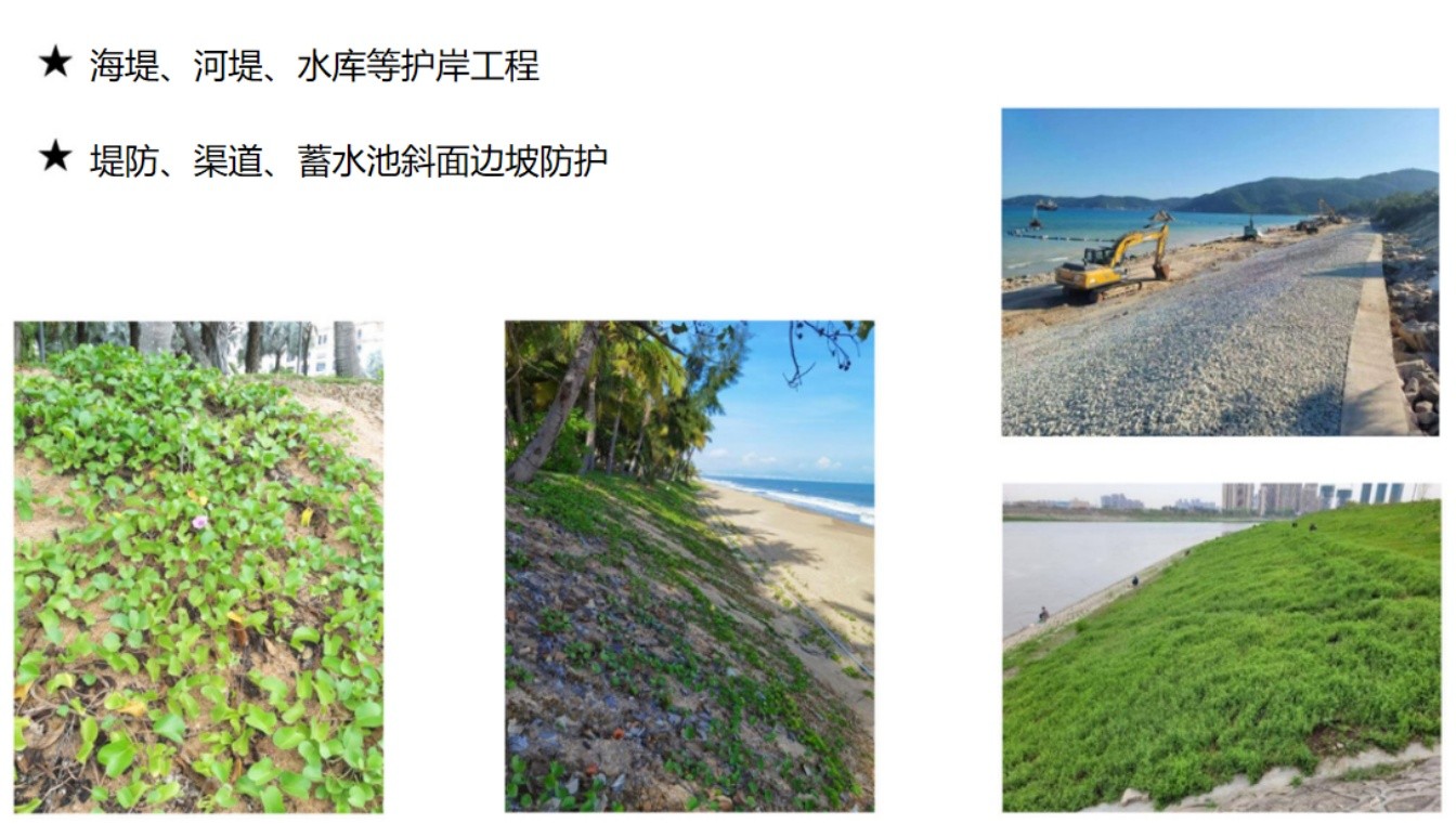 聚氨酯碎石护坡_应用场景
